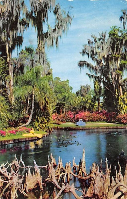 Gnarled Cypress Knees Tropical Flowers Cypress Gardens FL