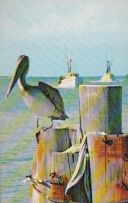 Birds A Pelican Along A Florida Waterway