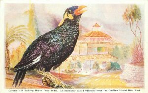 Artist Catalina Island Bird Park San Diego California 1930s Postcard 12562