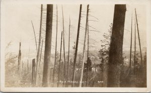 Port Moody BC British Columbia Trees Real Photo Postcard F87