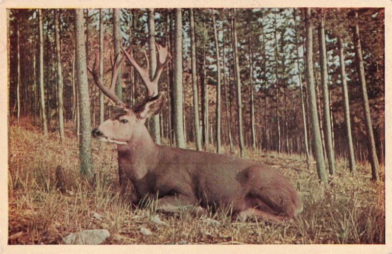 Mule Deer Canadian Rockies Postcard 2R5-423 