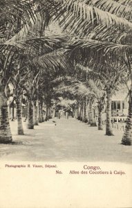 french congo, Alley of Coconut Trees in Caijo (1900s) Postcard