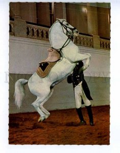 217064 AUSTRIA WIEN Spanish Riding School Courbette white horse postcard