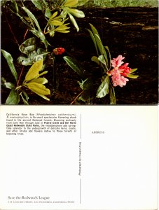 California Rose Bay (22862