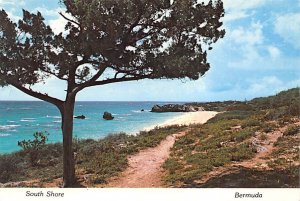 A Bermuda Cedar on the South Shore Bermuda Postcard
