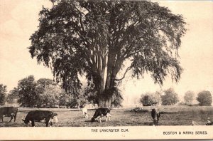 Pennsylvania Lancaster The Lancaster Elm