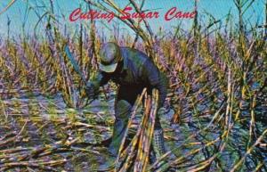 Florida Clewiston South Bay Cutting Sugar Cane