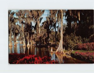 Postcard Cypress tress, Lake Eloise, Cypress Gardens, Florida