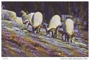Dall Sheep Rams, Kluane National Park, Yukon, Canada, PU-1977
