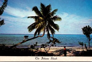 Bahamas Bahamian Native Climbing For A Coconut