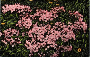 Pink Blossoms Mountain Laurel Asheville Western North Carolina NC Postcard UNP 
