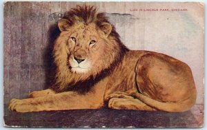Postcard - Lion In Lincoln Park - Chicago, Illinois