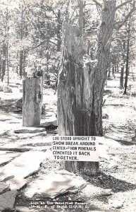 Logs at the Petrified Forest - Rapid City, South Dakota