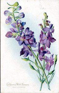 Postcard California Wild Flowers - Wild Larkspur - posted Hume MO 1910