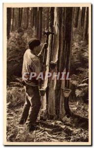 Landscape Landes Old Postcard A tapper who is the & # & # 39ou 39entaille of ...