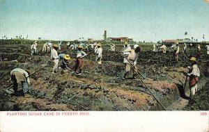 PUERTO RICO~FIELD WORKERS PLANTING SUGAR CANE~1900s POSTCARD