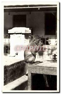 Postcard Old Monkey Blida type of monkey in freedom