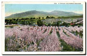 Old Postcard A Typical California Orchard