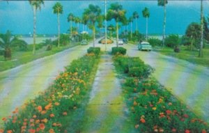 Florida Clearwater Flower Lined Causeway 1970