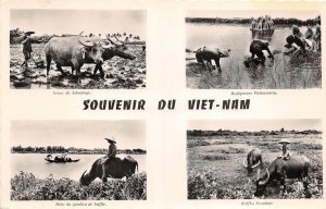 Lot320 souvenir du vietnam buffles broutant scene de labourage