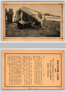 Souvenir 60 TON Embalmed CALIFORNIA GRAY WHALE Continental Tour c1930s Postcard