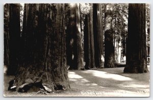 Richardson Grove State Park California Beautiful Large Trees RPPC Postcard X21