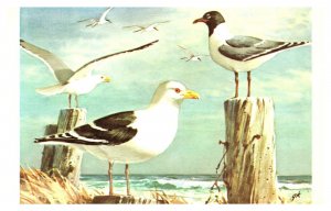 Postcard ART Gene Klebe - Flying Terns, Herring, Great Black-Backed gulls