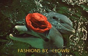Vintage Postcard Fashions by Clown Female Porpoise Fabulous Miami Seaquarium