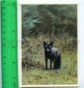 420824 GERMANY humans animals Canada silver fox OLD Tobacco Card w/ ADVERTISING
