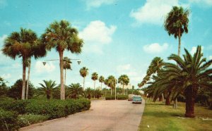 Vintage Postcard Tropical Memorial Causeway between Clearwater FL & Gulf Beaches