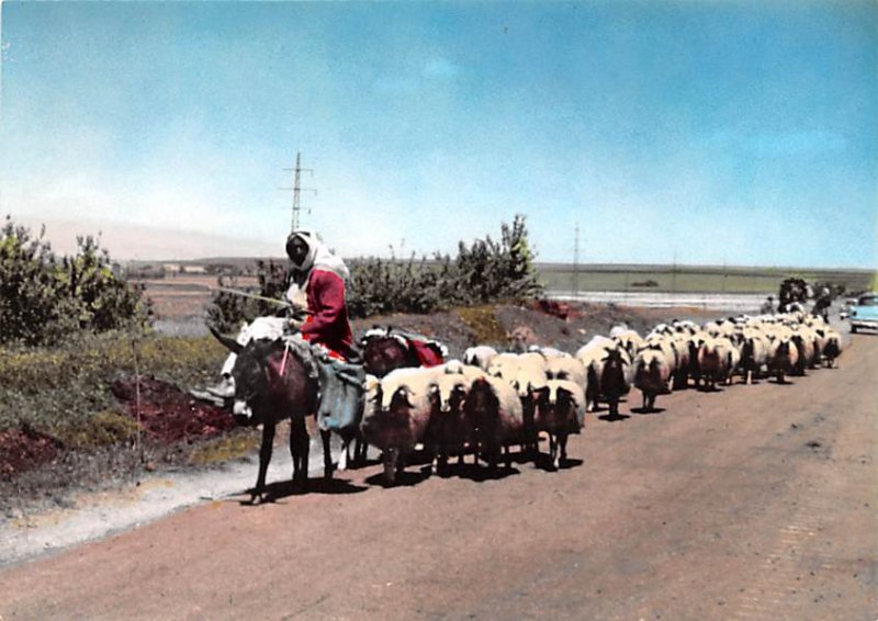 Caravan Caravan, Lebanon , Carte Postale Unused 