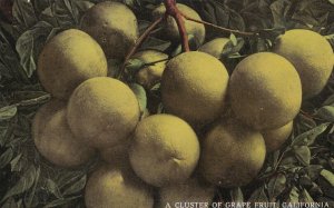 SAN DIEGO, 1915; Panama-California Exposition, Cluster of Grape Fruit