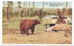 Yellowstone National Park - Bear waits for garbage.