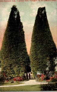 California Oakland Cypress Trees At Entrance To An Oakland Home