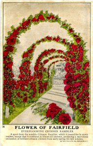 Advertisement - Flower of Fairfield