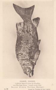 Lepidotus Mantelli Hastings Sussex Fossil Fish Fishes Antique Postcard