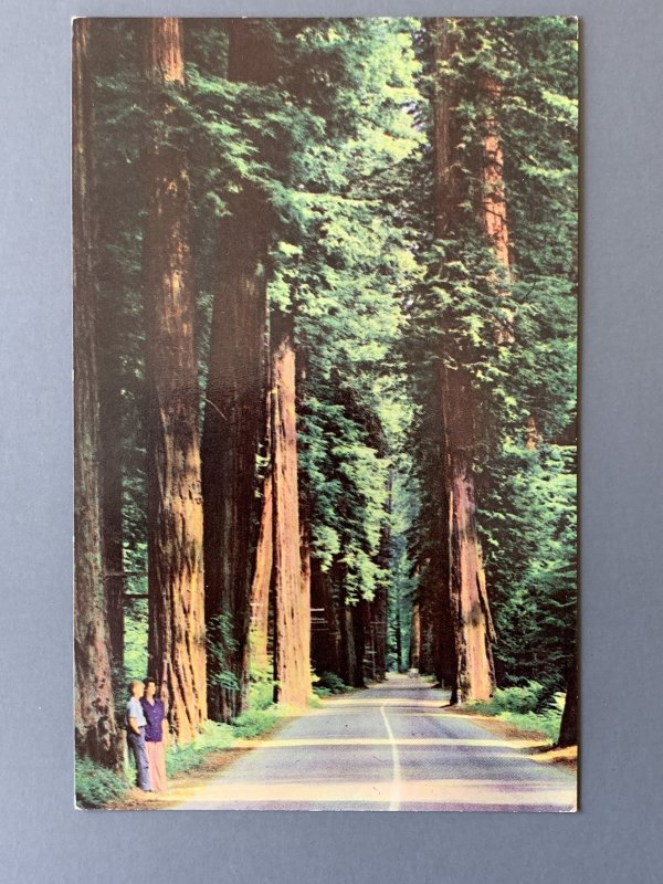 California Redwoods CA Chrome Postcard A1163090008