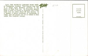 World's Largest Rose Tree Tombstone Arizona AZ Postcard