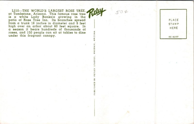 World's Largest Rose Tree Tombstone Arizona AZ Postcard