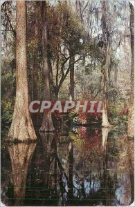 Postcard Old Cypress Gardens Charleston SC