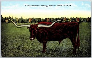 A Texas Longhorn Cattle (Steer) Width of Horns 9 ft. 6 In. T3, Vintage Postcard
