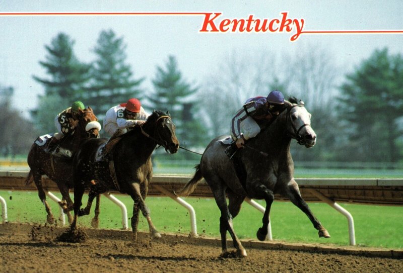 VINTAGE CONTINENTAL SIZE POSTCARD KENTUCKY THOROUGHBREDS