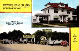 Florida Palmetto Brock's Palm View Groves