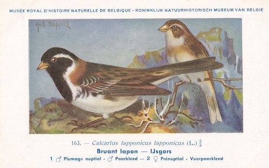 Lapland Longspur Calcarius Lapponicus Old WW2 Bird Rare Postcard