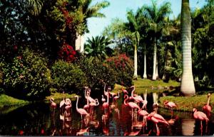 Birds Flamingos In Florida