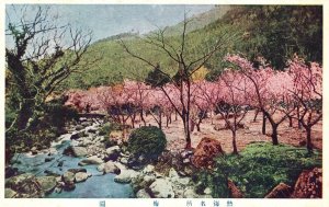 Chinese Peach Blossoms Orchard Tree Spring Time, China, Vintage Postcard