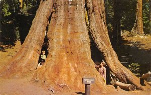 Tennessee Tree Kings Canyon National Park Fresno CA