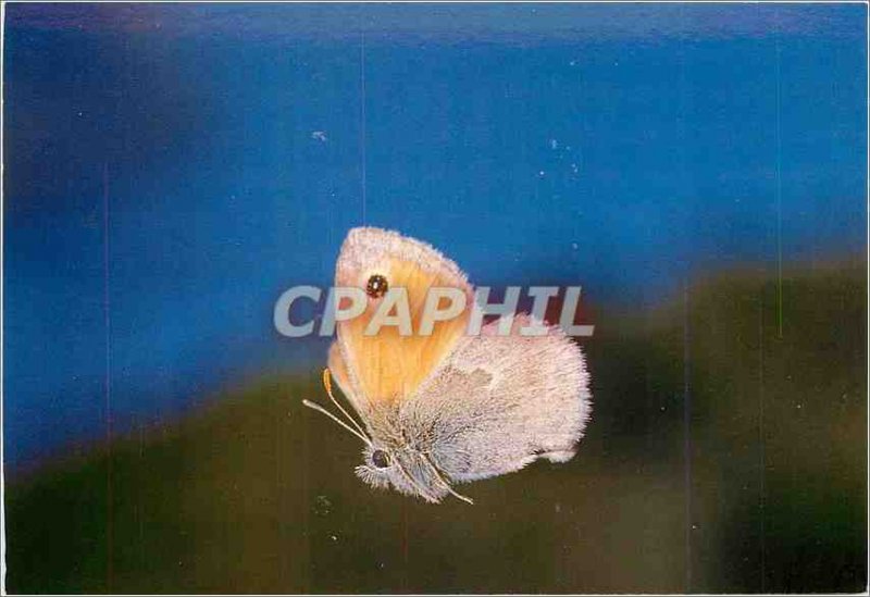 Postcard Modern Butterfly Coenonympha Pamphilus proscribe