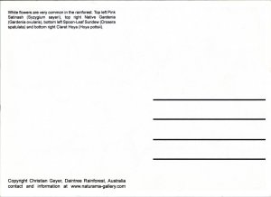 Postcard Australia - daintree rainforest - four pictures of white flowers