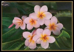 Plumeria Blossoms